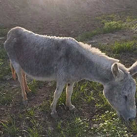 esek bogaz dogmaly tomusda