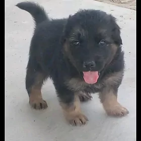 авчарка  немисги