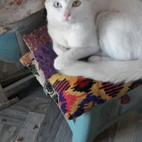 кошка турецкая