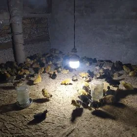 ördek jüje ýaşylbaş