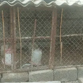 TOWUK KETEK DEMIRDEN