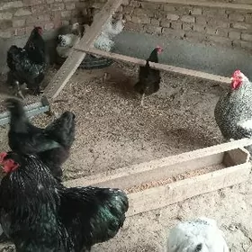 brama towuk horaz arginal