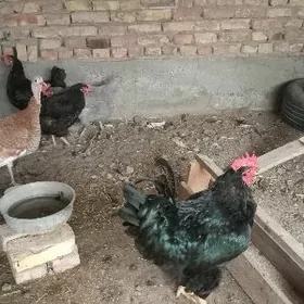 jersi gigant horaz arginal tow