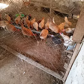 yaṣ̌ guzlayjy towuklar