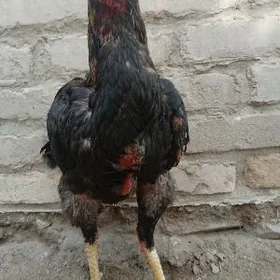 horaz