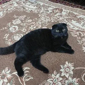 Кот на вязку