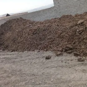 goyun sygyr towuk dersler