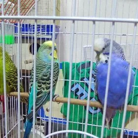 popugay попугай чех