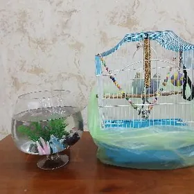 Balyklar popugaýlar