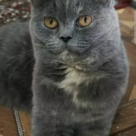 британская шиншила