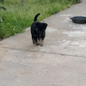 Awçarka güjükleri.