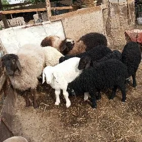 koçkar kuzular we koy