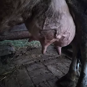 GOLELI SYGYR(GIBRIT)