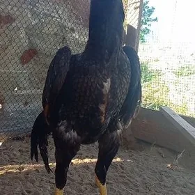 О ШАМО ЖУЖЕ