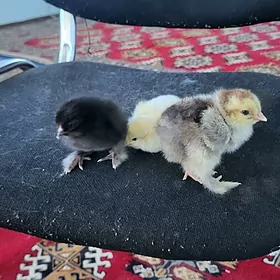 Brama jüje Брама