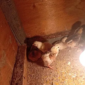 байсовый.  жуже.  цсарка.   жу