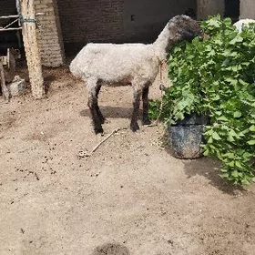 богаз гойун