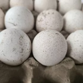 induk yumurtga owgan paroda