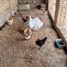 Towuk Kуры броллер местнTuwuk