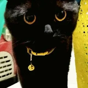 Шотландский pisik gara