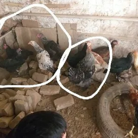 bramma horaz ve towok