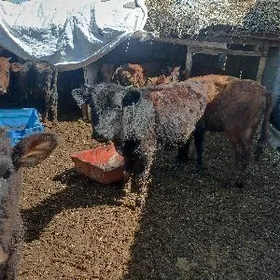 öküzçe tüwe öküz göle