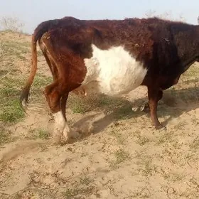 dayow goleli ala sygyr