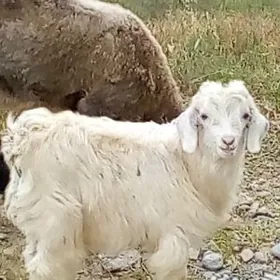 Owlak çewiş erkeç