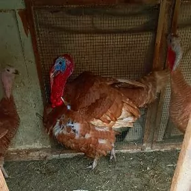 гызыл индюк