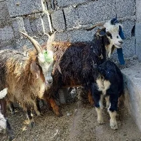 овлаклы гечи