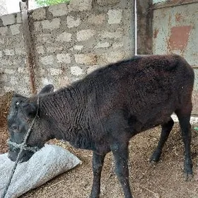 гачар ве окуз