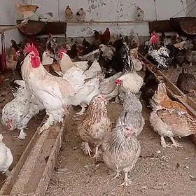 TOWUK,ÖRDEK jüje çykaryaryn