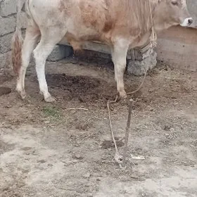 ARGINAL ŞWES ÖKÜZ