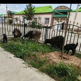 Owlakly geci bogaz geci