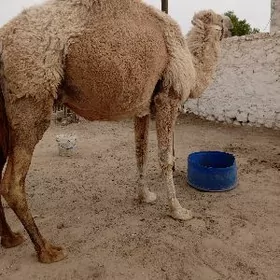 maya duye bugradan bolan