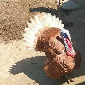 ИНДЮК ГЫЗЫЛ