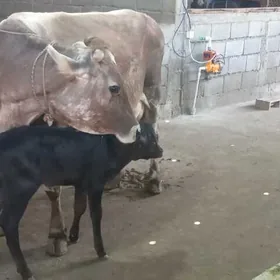 Satlyk göleli sygyr