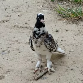 kepderi голуби