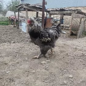 тройка двойка товуклар