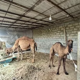 Kosekli Duye 4-nji garny