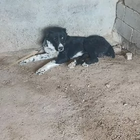 ТУРКМЕН.  АЛАБАЙ. ИТ.  11АЙ