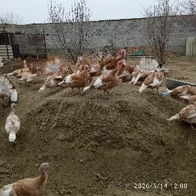 Owgan induk ýumurtga