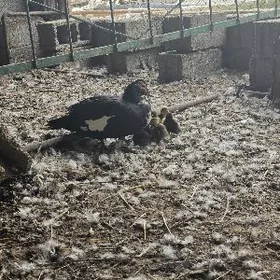 indagutka lotka ordek juje