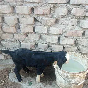 sagylyan ovlakli geçi