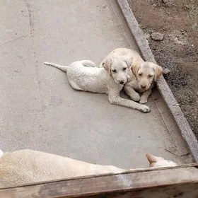 лабрадор щенок