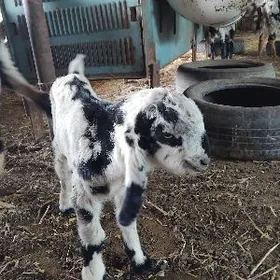 pokistan super   teke owlak