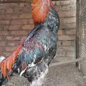 бойцовый петух