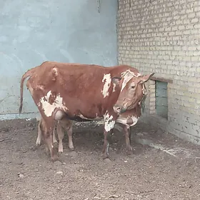 саглык сыгырлар