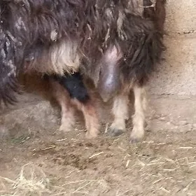 süýtli awlakly geçi