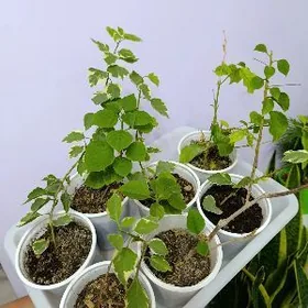 БУГЕНВИЛЛИЯ